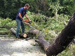 Best Seasonal Cleanup  in Little Chute, WI