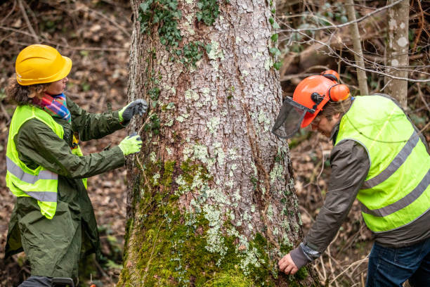 How Our Tree Care Process Works  in  Little Chute, WI