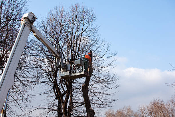 Best Soil Testing and Treatment  in Little Chute, WI